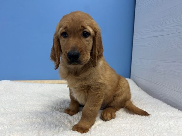 Golden Retriever Dog Male Red 21897 Petland Batavia, Illinois