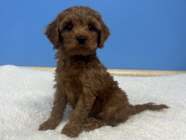 Cava Poo-Dog-Male-Ruby-21891-Petland Batavia, Illinois