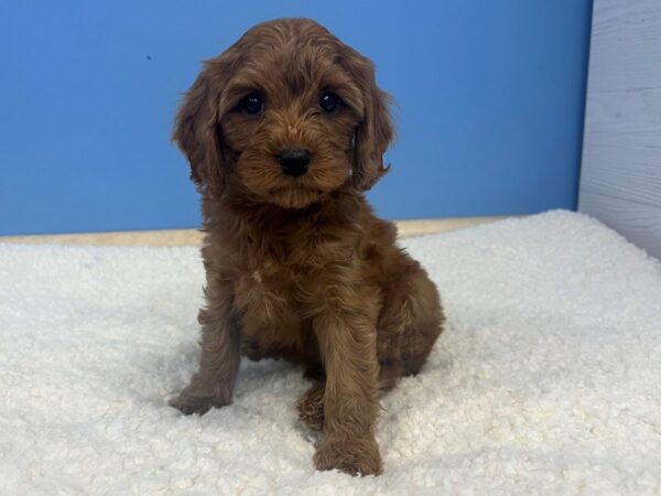 Cava Poo Dog Female Ruby 21892 Petland Batavia, Illinois