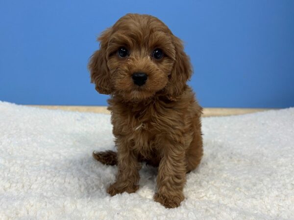 Cava Poo Dog Male Ruby 21890 Petland Batavia, Illinois