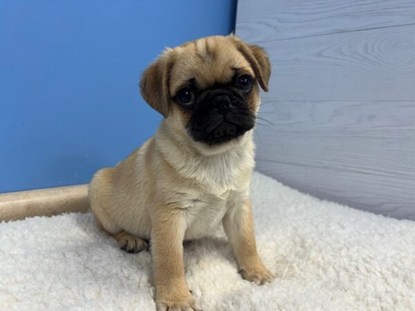 Pug-Dog-Male-Apricot Fawn-21901-Petland Batavia, Illinois