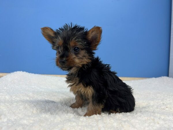 Yorkshire Terrier Dog Female Black and Tan 21903 Petland Batavia, Illinois