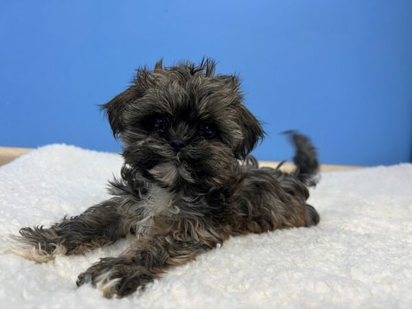 Shih Tzu Dog Male Brindle 21902 Petland Batavia, Illinois