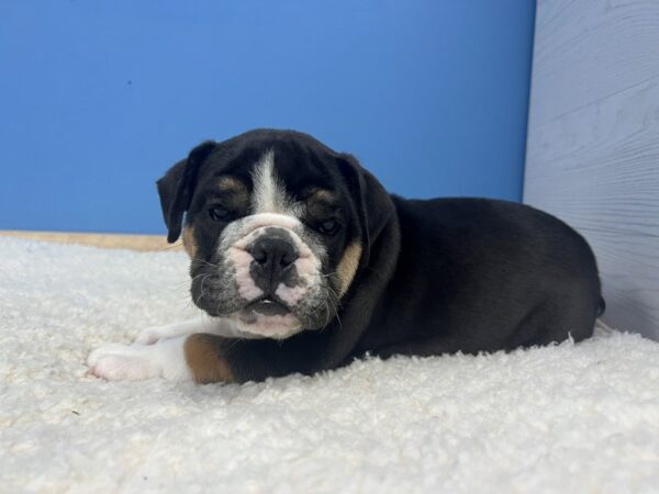 English Bulldog-Dog-Male-Black Tan and White-21910-Petland Batavia, Illinois