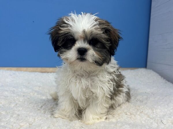 Teddy Bear Dog Female Gold and White 21904 Petland Batavia, Illinois