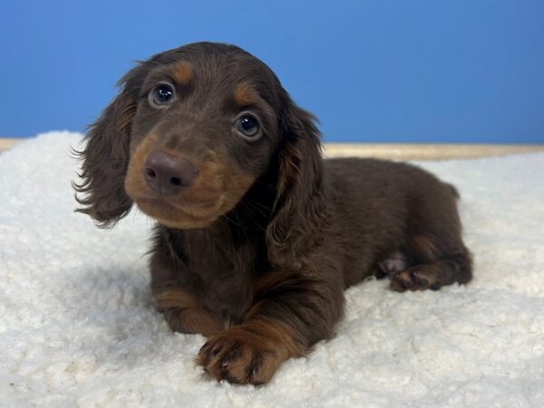 Dachshund Dog Male Chocolate and Tan 21909 Petland Batavia, Illinois