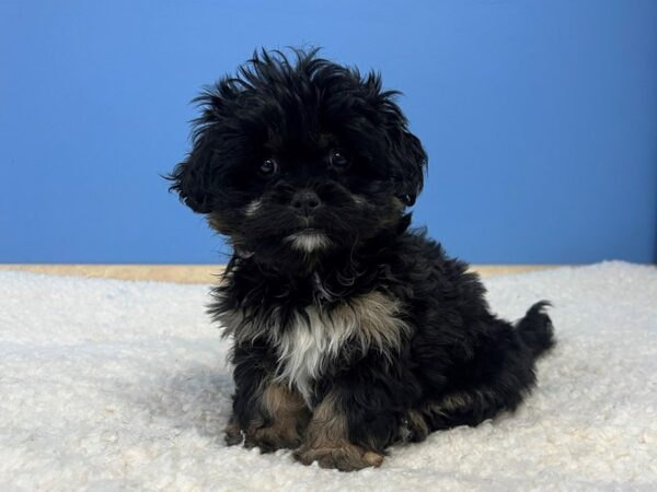 Peke-A-Poo Dog Female Black and Tan 21906 Petland Batavia, Illinois