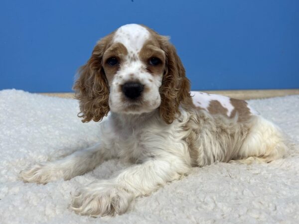 Cocker Spaniel Dog Male Buff and White 21908 Petland Batavia, Illinois