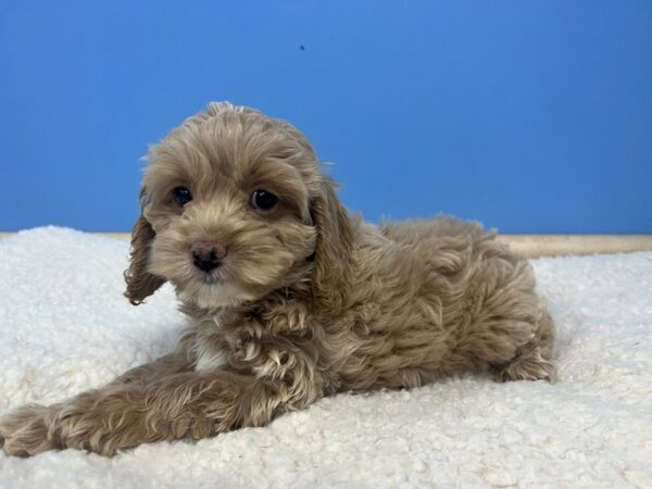 Cockapoo-Dog-Female-Apricot-21928-Petland Batavia, Illinois