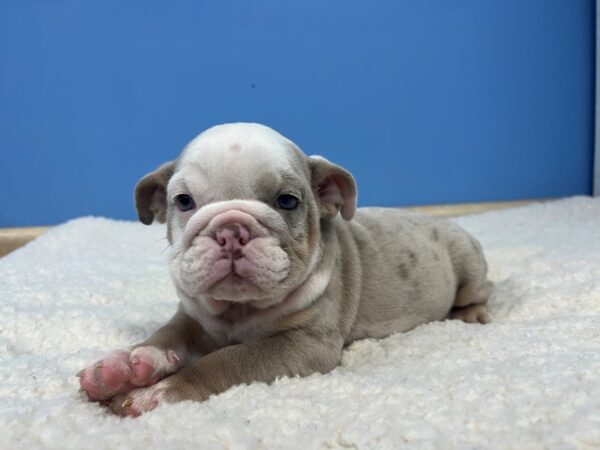 English Bulldog-Dog-Female-Lilac Merle-21926-Petland Batavia, Illinois