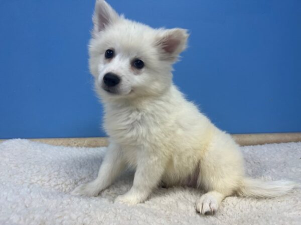 American Eskimo Dog Male White 21930 Petland Batavia, Illinois