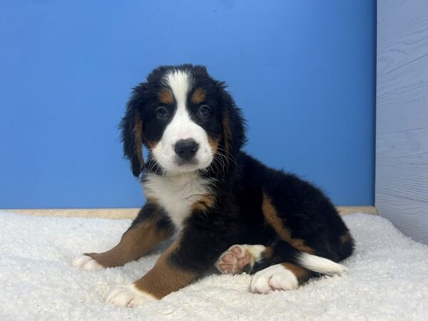 Bernese Mountain Dog-Dog-Female-Black Rust and White-21931-Petland Batavia, Illinois