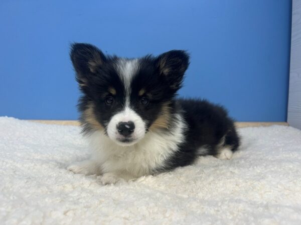 Pembroke Welsh Corgi Dog Male Tri Colored 21914 Petland Batavia, Illinois