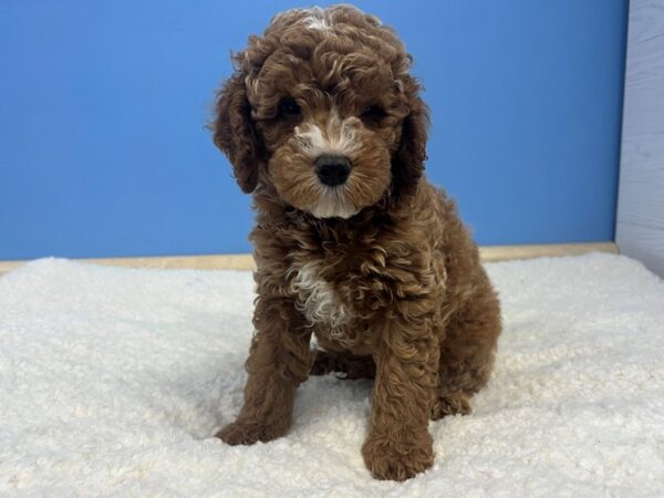 Goldendoodle Mini 2nd Gen Dog Male Red, White Markings 21918 Petland Batavia, Illinois