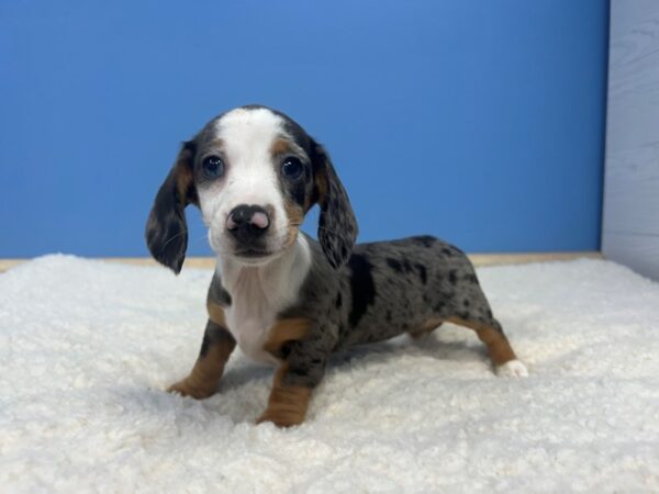 Dachshund Dog Female Blue Dapple 21915 Petland Batavia, Illinois