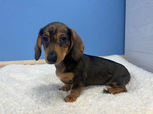 Dachshund-Dog-Female-Red Sable Dapple-21916-Petland Batavia, Illinois