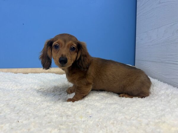 Dachshund Dog Female Red, Long Coated 21917 Petland Batavia, Illinois