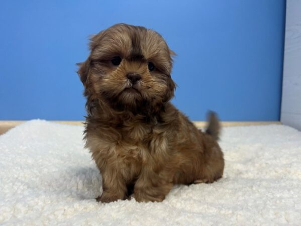 Shih Tzu Dog Female Brindle 21921 Petland Batavia, Illinois