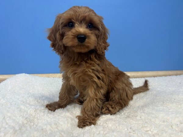 Cava Poo Dog Male Ruby 21923 Petland Batavia, Illinois