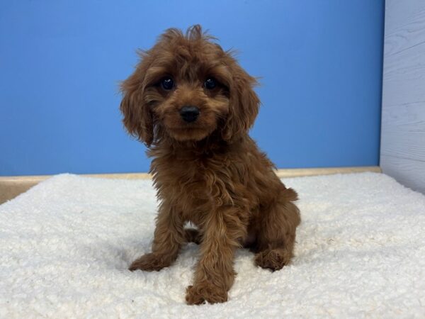 Cava Poo Dog Male Ruby 21922 Petland Batavia, Illinois