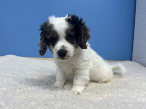 Cavapoo 2nd Generation Dog Male White 21927 Petland Batavia, Illinois