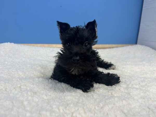 Miniature Schnauzer-Dog-Female-Black-21934-Petland Batavia, Illinois