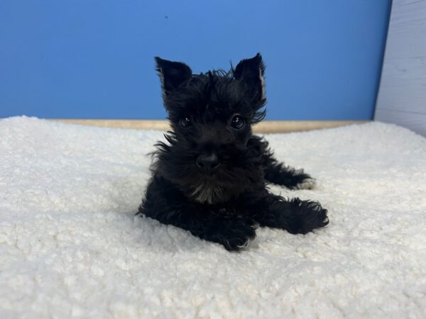 Miniature Schnauzer Dog Female Black 21934 Petland Batavia, Illinois