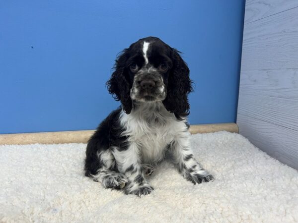 Cocker Spaniel-Dog-Female-Brown and White-21940-Petland Batavia, Illinois