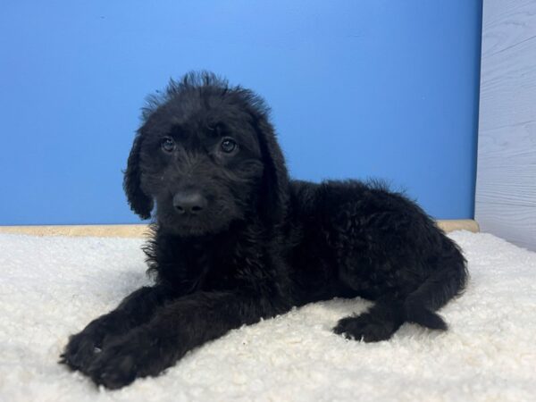 Labradoodle Dog Female Black 21938 Petland Batavia, Illinois