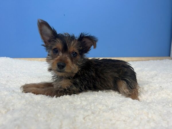 Yorkshire Terrier Dog Female Chocolate and Tan 21949 Petland Batavia, Illinois