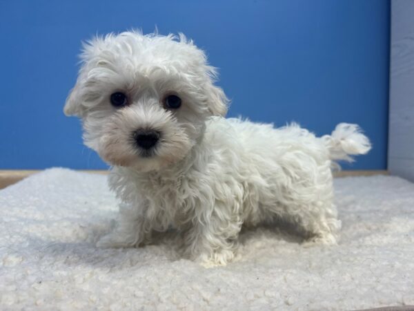 Maltese Dog Male White 21951 Petland Batavia, Illinois