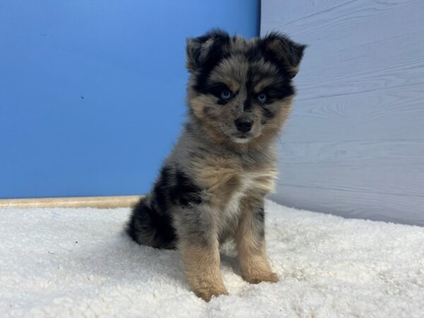 Alaskan Klee Kai/Miniature Australian Shepherd Dog Male Blue Merle 21942 Petland Batavia, Illinois