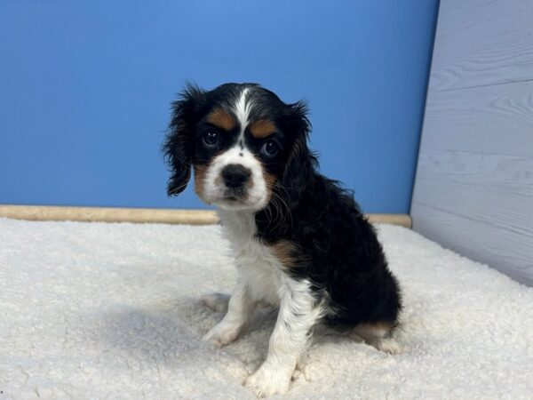 Cavalier King Charles Spaniel Dog Female Black and White 21817 Petland Batavia, Illinois