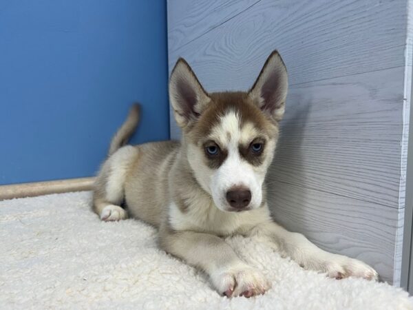 Siberian Husky Dog Female Red and White 21846 Petland Batavia, Illinois