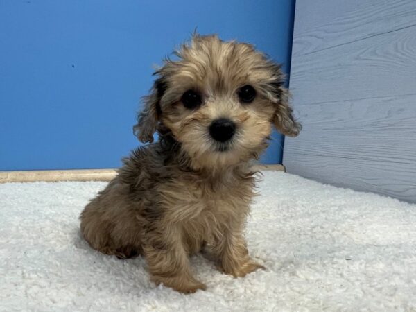 Yorkiepoo Dog Female Apricot 21839 Petland Batavia, Illinois