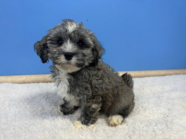 Havanese Dog Male Silver Brindle 21855 Petland Batavia, Illinois