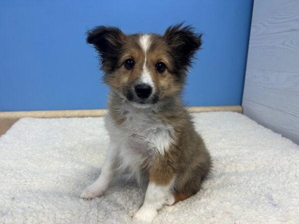 Shetland Sheepdog-Dog-Female-Sable and White-21856-Petland Batavia, Illinois