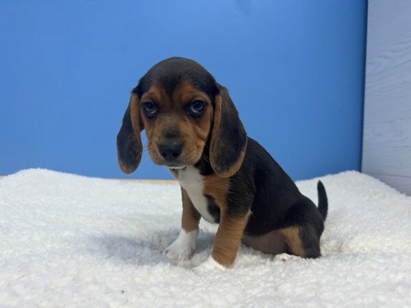 Beagle Dog Female Black Tan and White 21862 Petland Batavia, Illinois