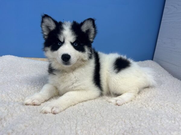 Siberian Husky Dog Female Black and White 21870 Petland Batavia, Illinois