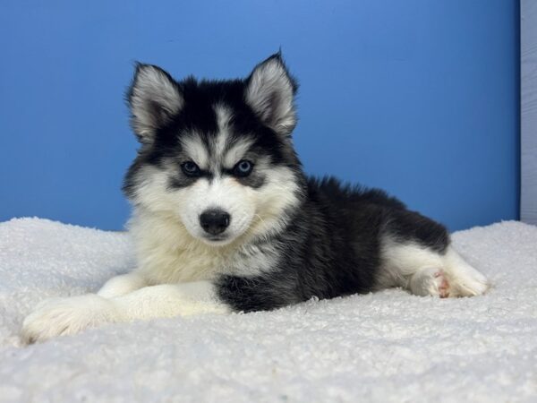 Siberian Husky-Dog-Female-Black and White-21871-Petland Batavia, Illinois