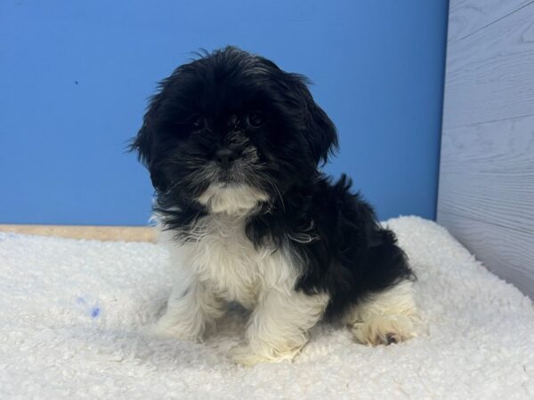 Shih Tzu-Dog-Female-Black and White-21869-Petland Batavia, Illinois