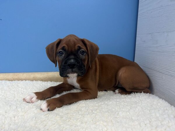 Boxer Dog Male Fawn 21874 Petland Batavia, Illinois