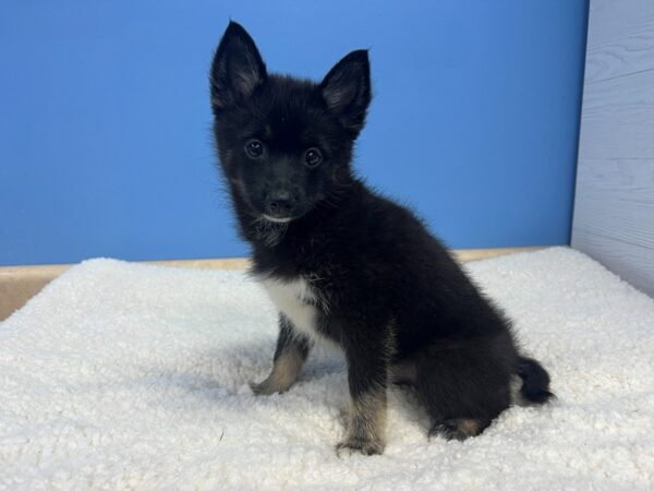 Pomsky Dog Male Black and White 21881 Petland Batavia, Illinois