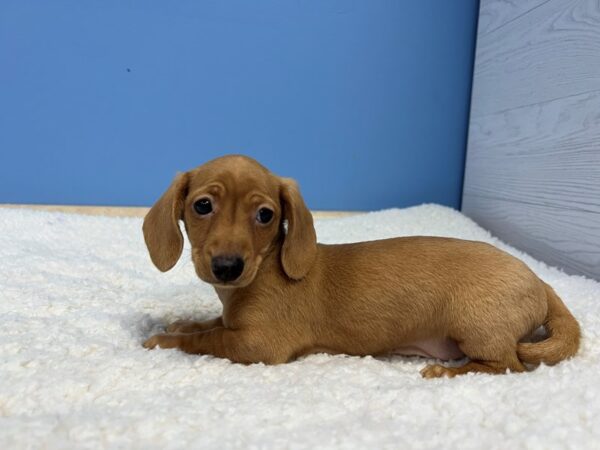 Dachshund Dog Female Red 21884 Petland Batavia, Illinois