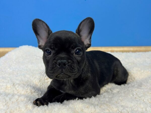 French Bulldog Dog Female Brindle 21888 Petland Batavia, Illinois