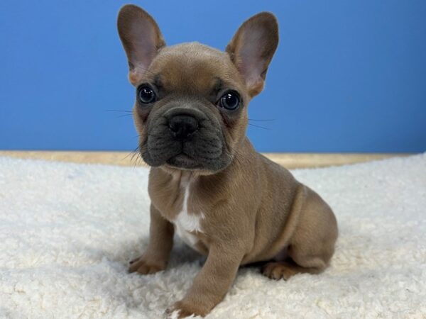 French Bulldog Dog Male Blue Fawn 21887 Petland Batavia, Illinois