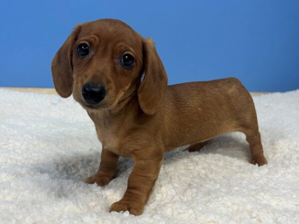 Dachshund Dog Female Red 21886 Petland Batavia, Illinois