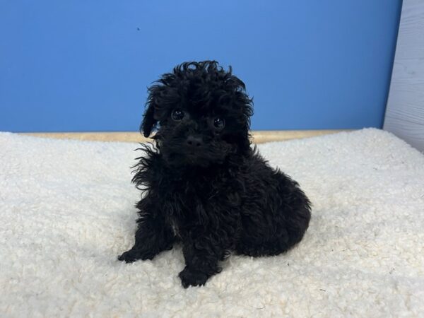 Poodle Toy-Dog-Male-Black-21900-Petland Batavia, Illinois