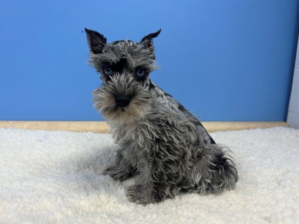 Confetti Schnauzer-Dog-Female-Blue Merle-21907-Petland Batavia, Illinois