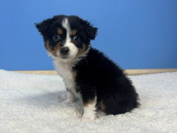 Miniature American Shepherd Dog Female Black 21912 Petland Batavia, Illinois